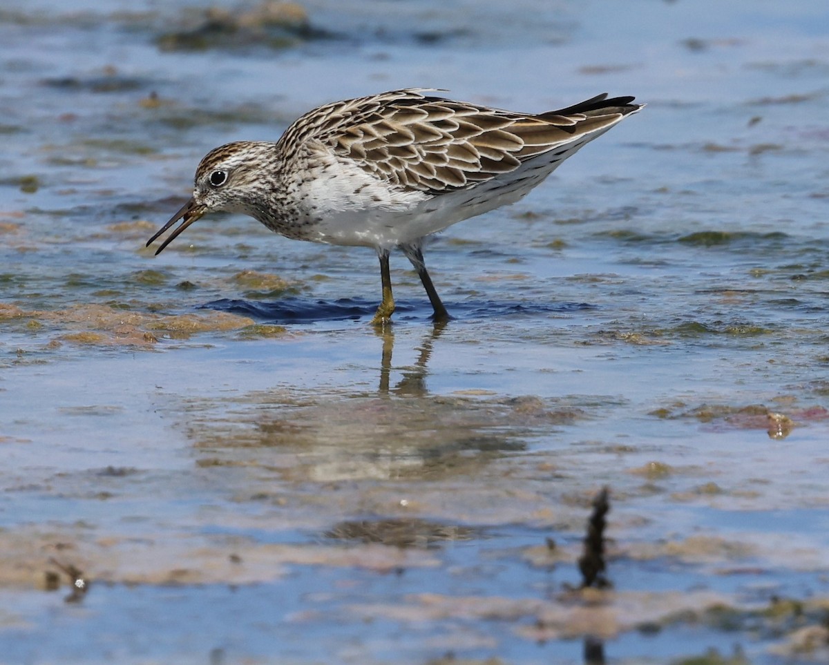 Sharp-tailed Sandpiper - ML615736268