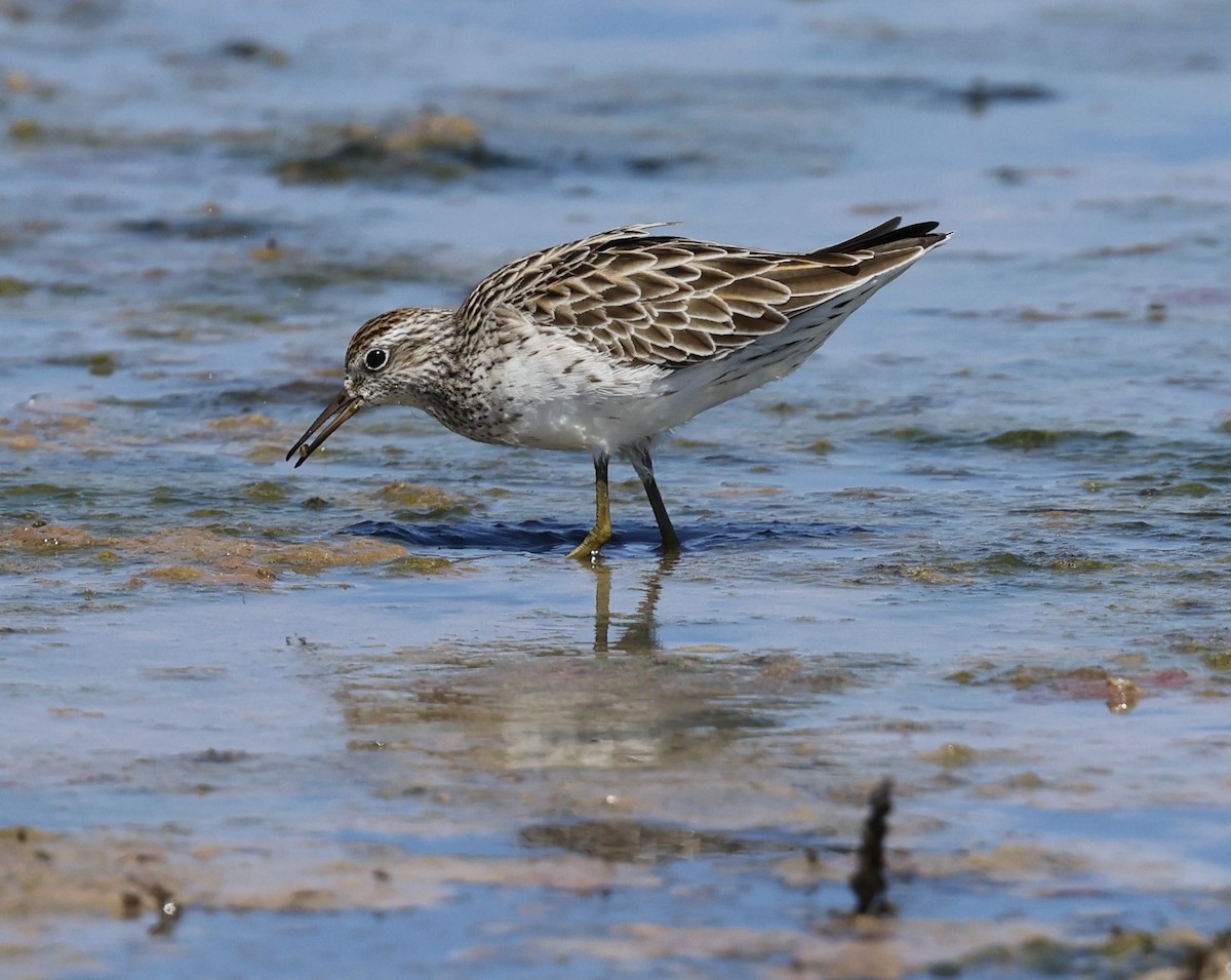 Sharp-tailed Sandpiper - ML615736269