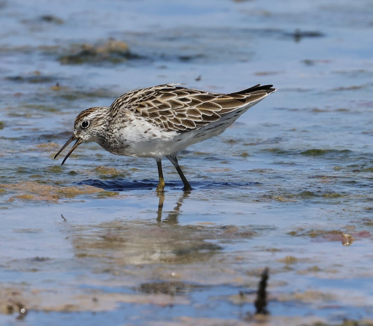 Sharp-tailed Sandpiper - ML615736270