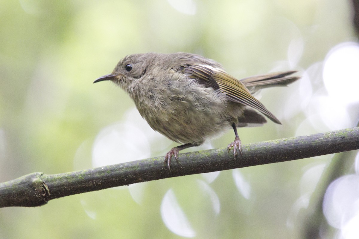 Stitchbird - tony green