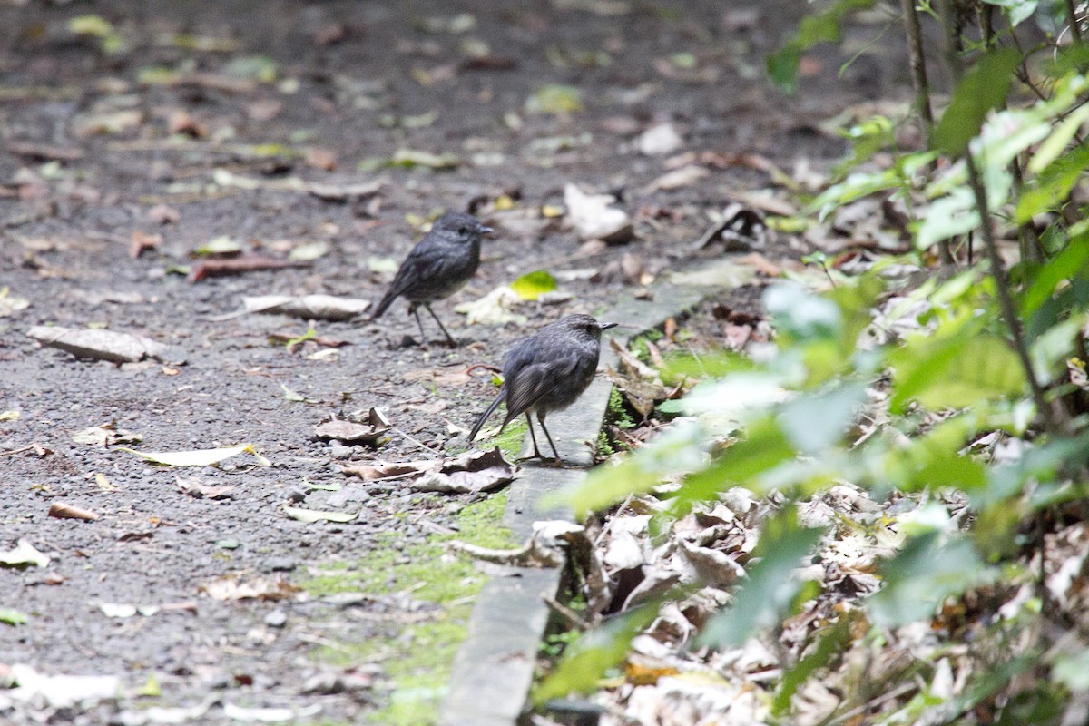 North Island Robin - tony green