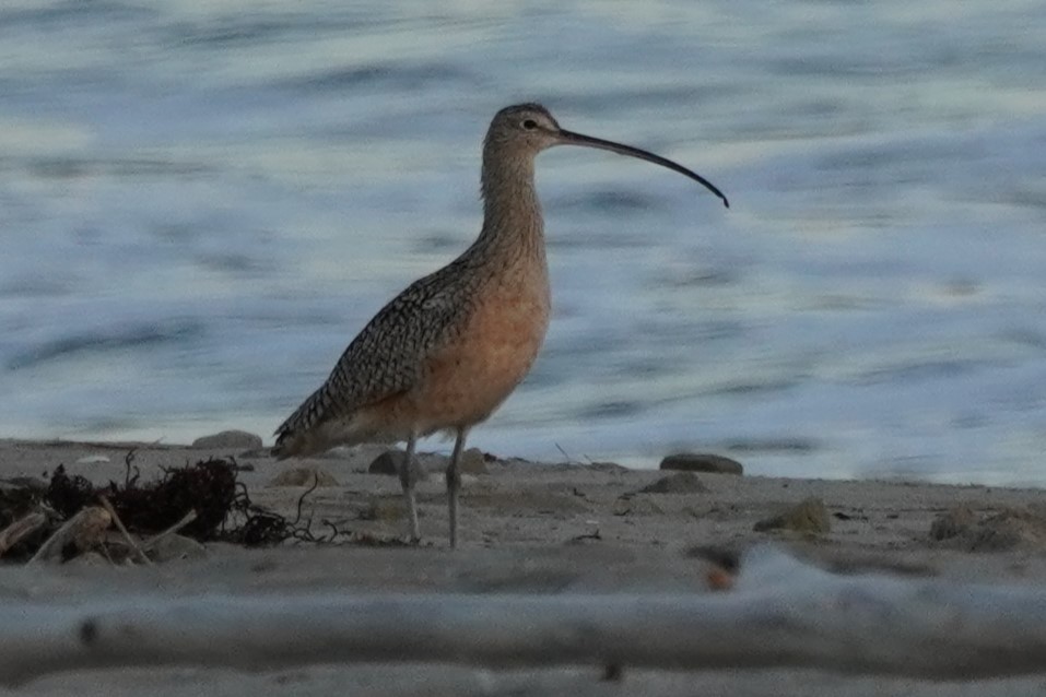 Long-billed Curlew - ML615736316