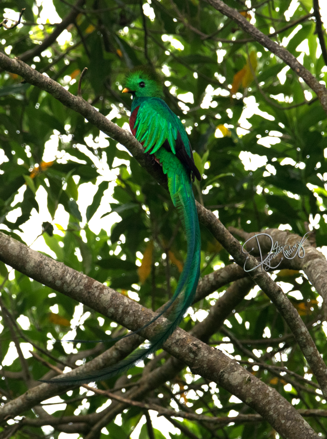 Quetzal resplendissant - ML615736322