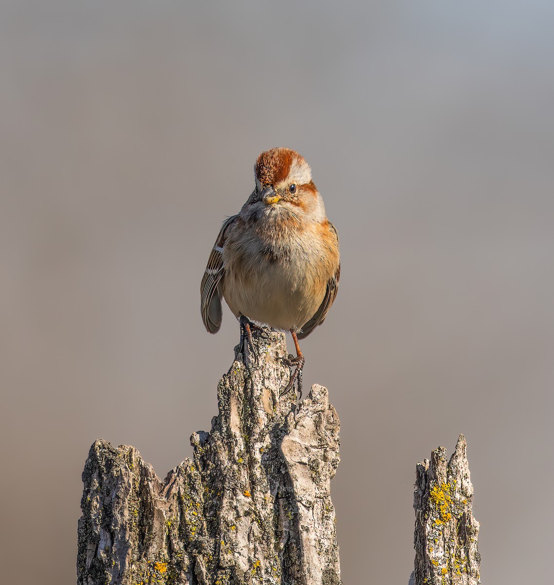 American Tree Sparrow - ML615736345