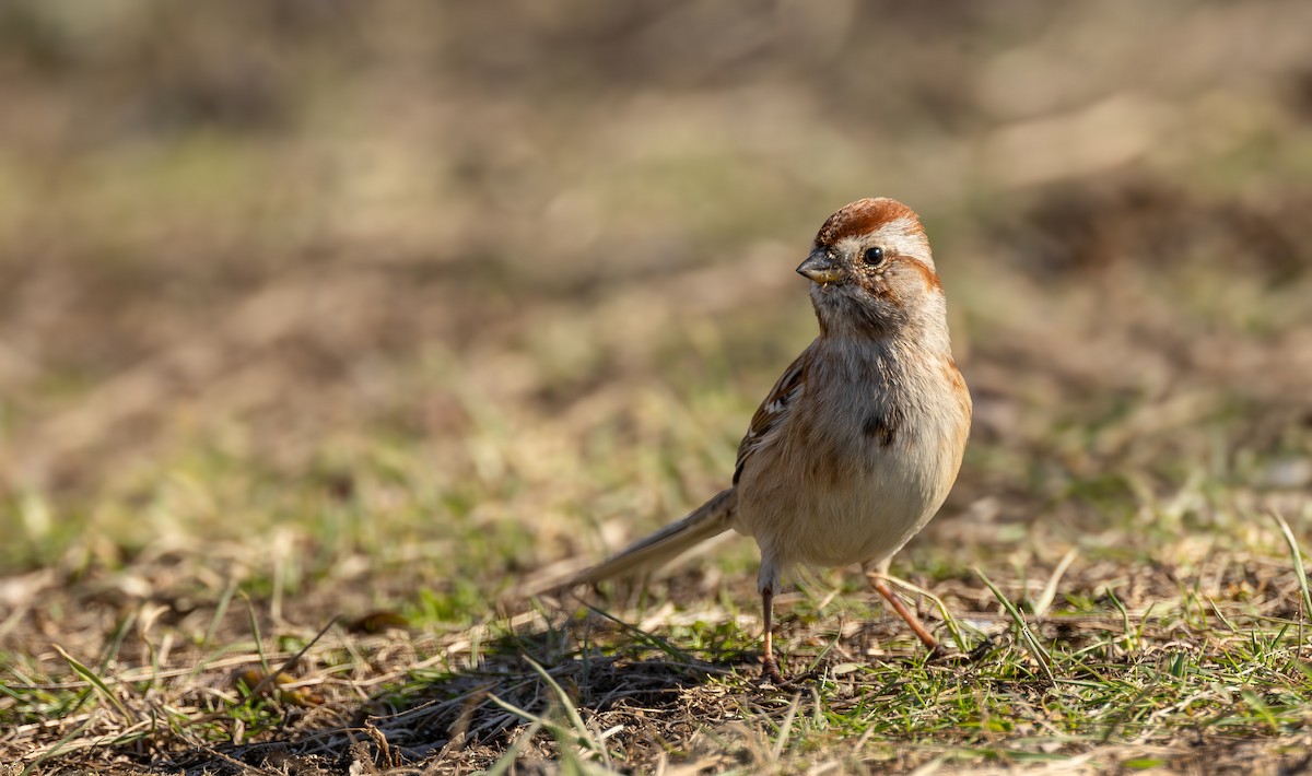 American Tree Sparrow - ML615736346