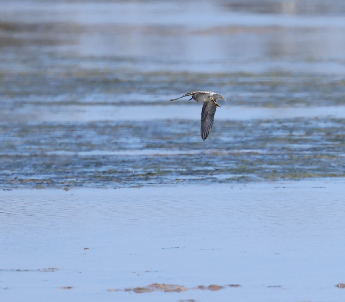 Sharp-tailed Sandpiper - ML615736363