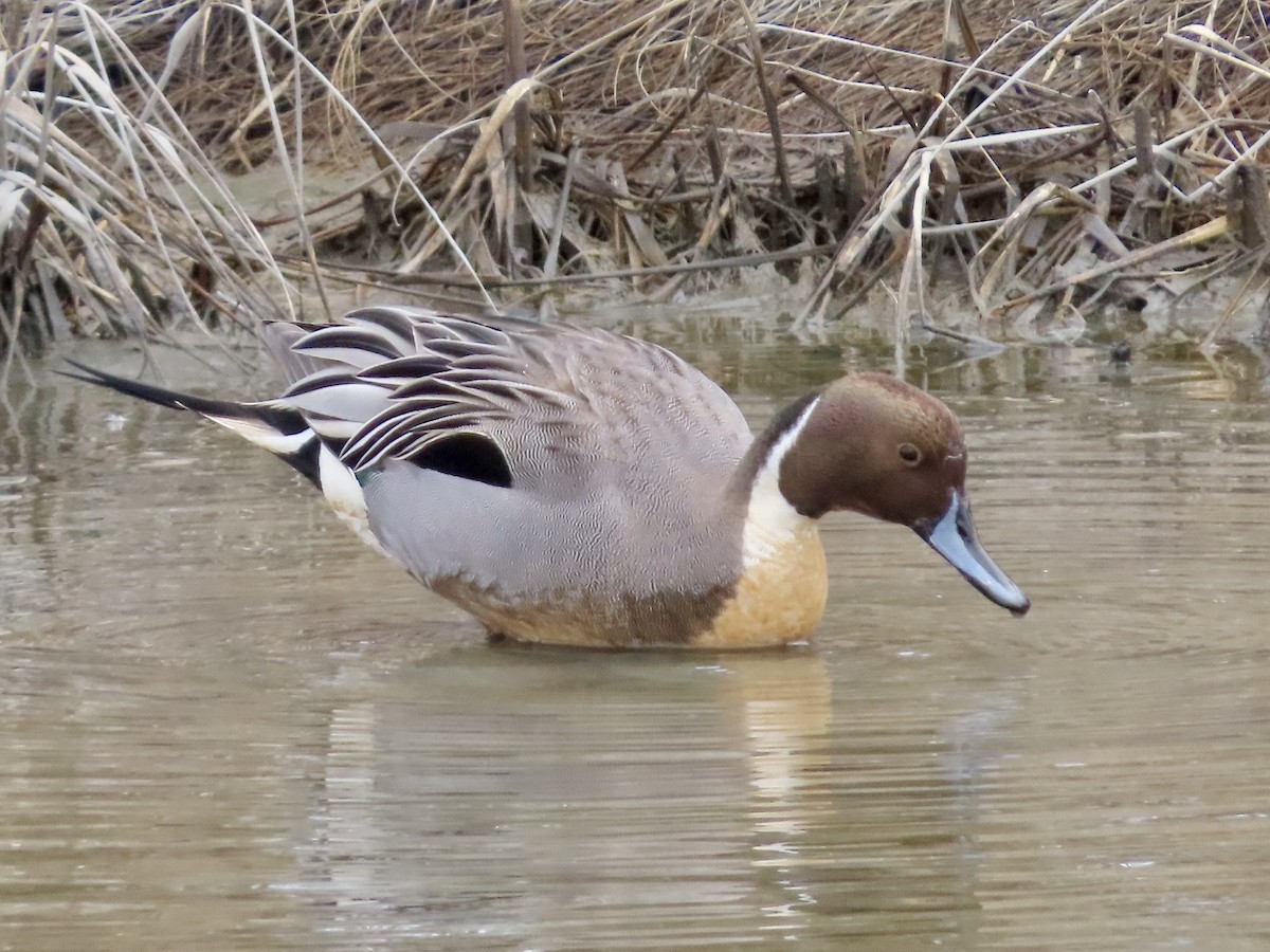 Northern Pintail - ML615736366