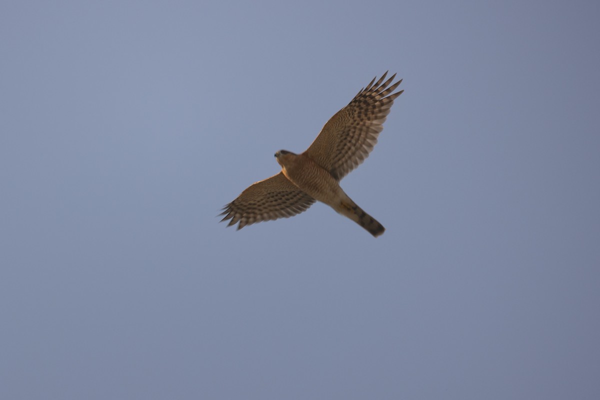 Eurasian Sparrowhawk - ML615736463