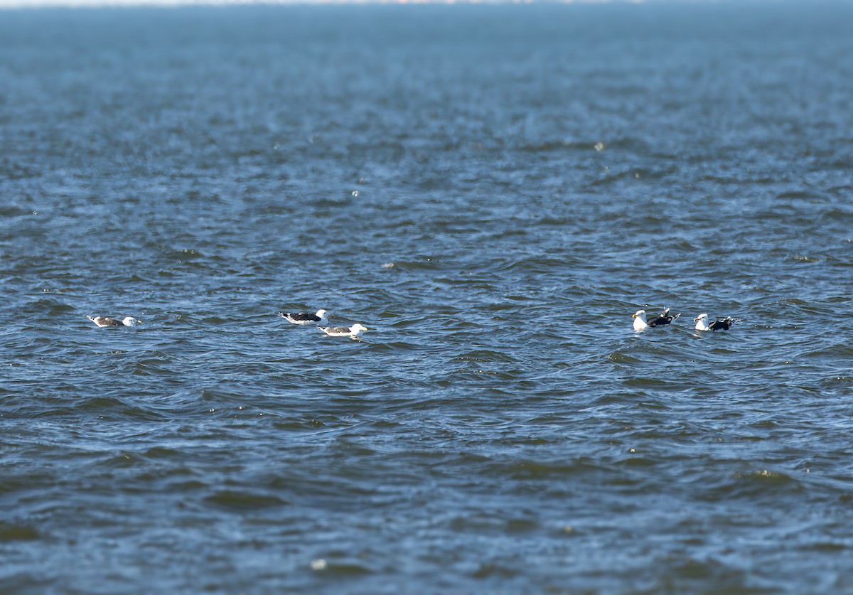 Great Black-backed Gull - ML615736532