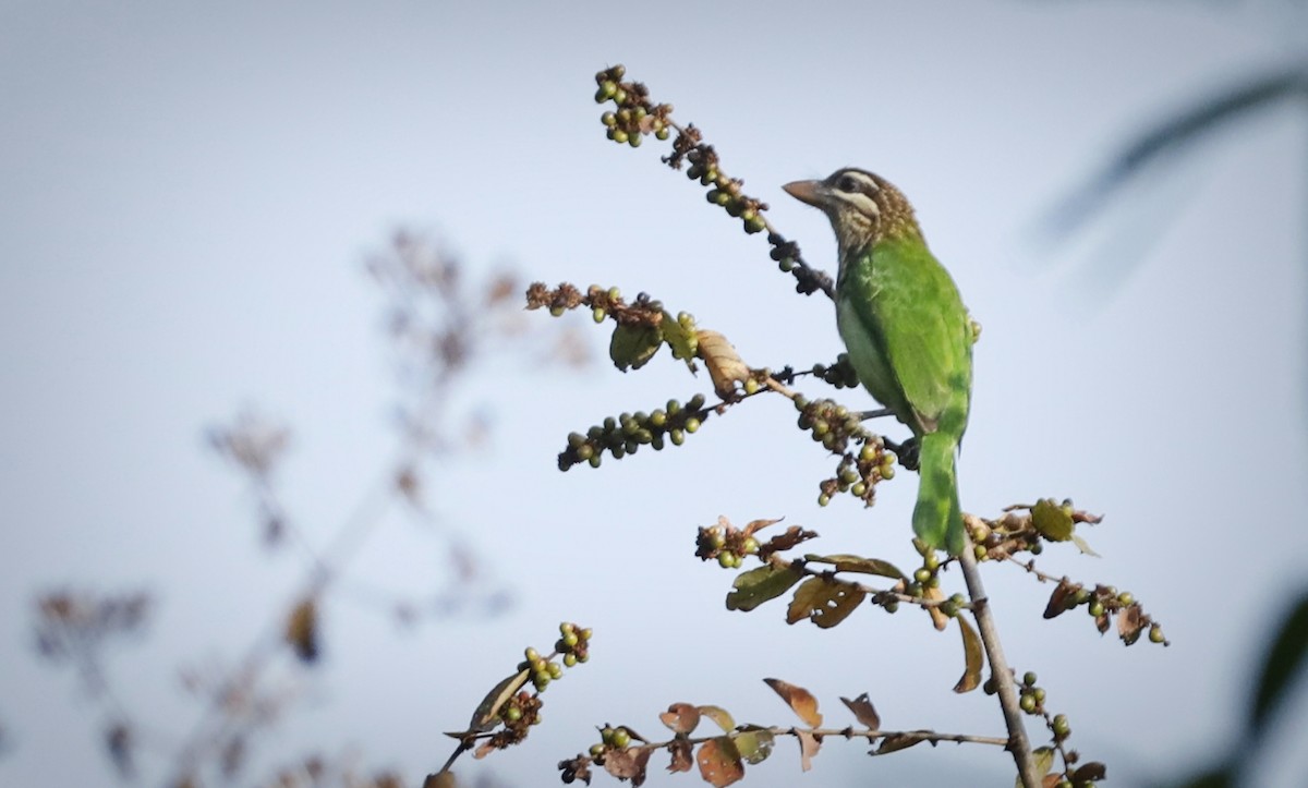 White-cheeked Barbet - Ravi Hande