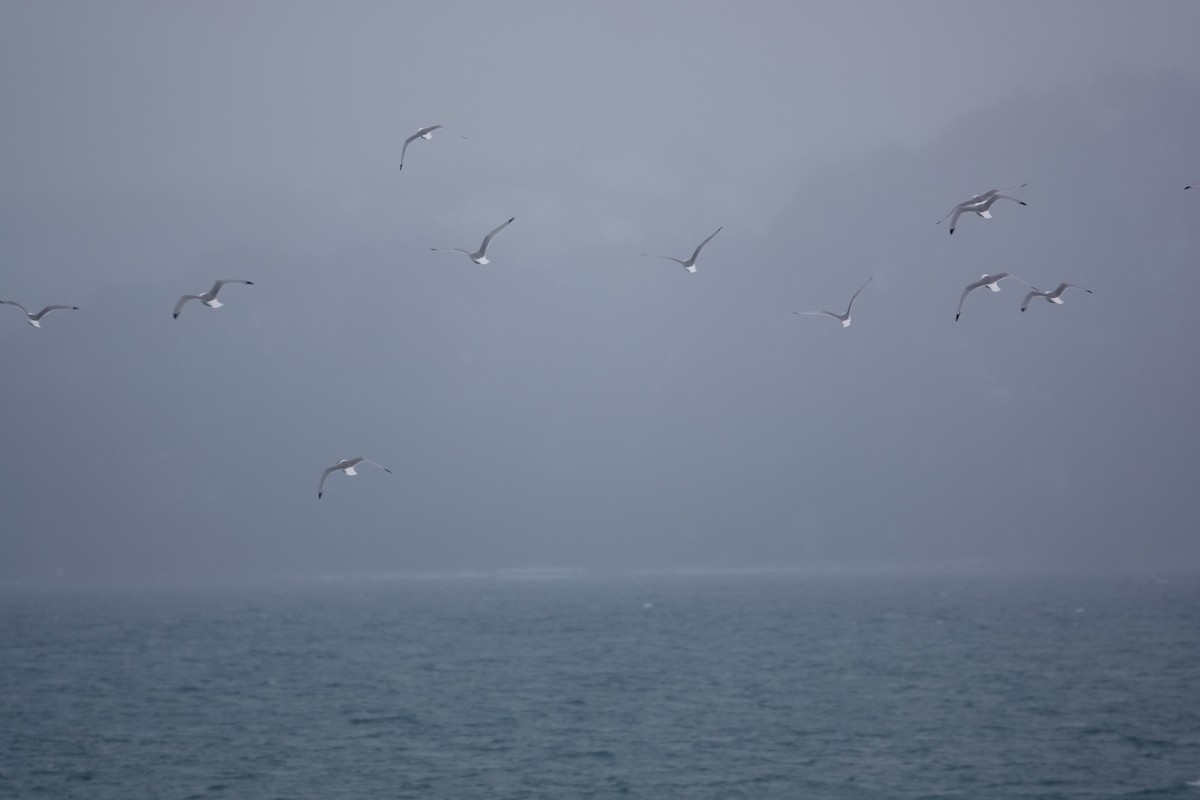 Black-legged Kittiwake - ML615736551