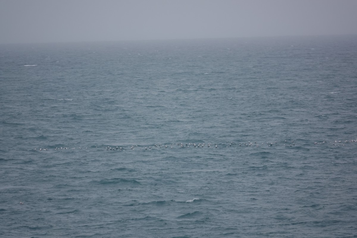 Black-legged Kittiwake - Kristine Sowl