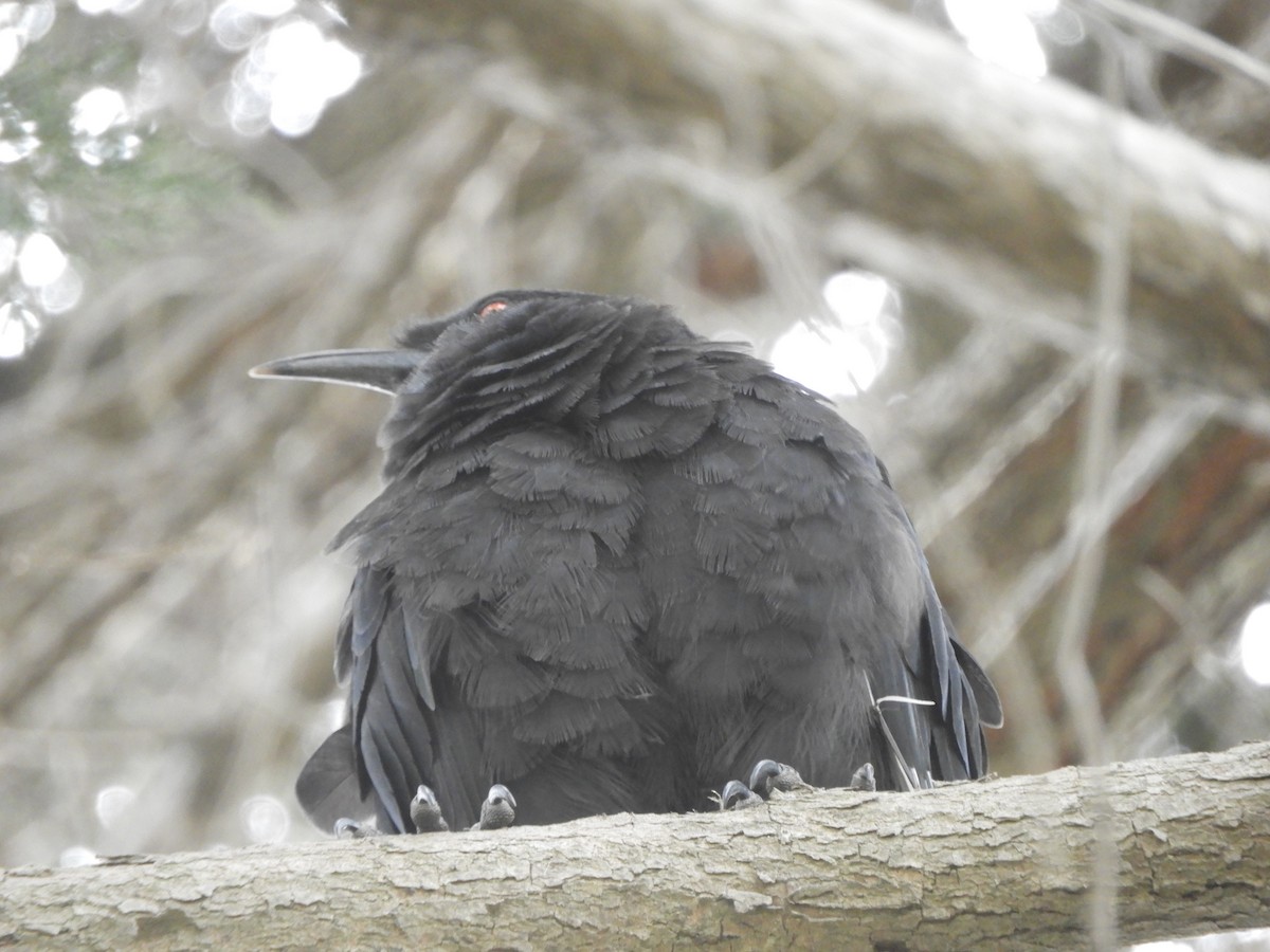 White-winged Chough - ML615736648