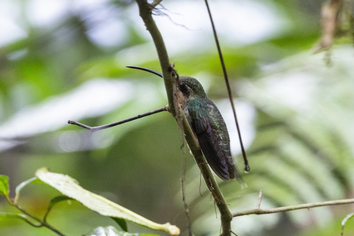 Полосатохвостый колибри-отшельник - ML615736672