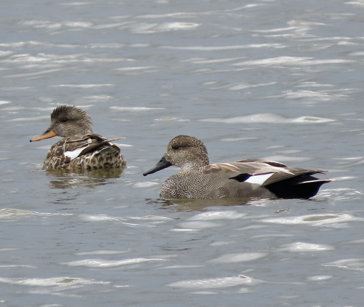 Canard chipeau - ML615736704