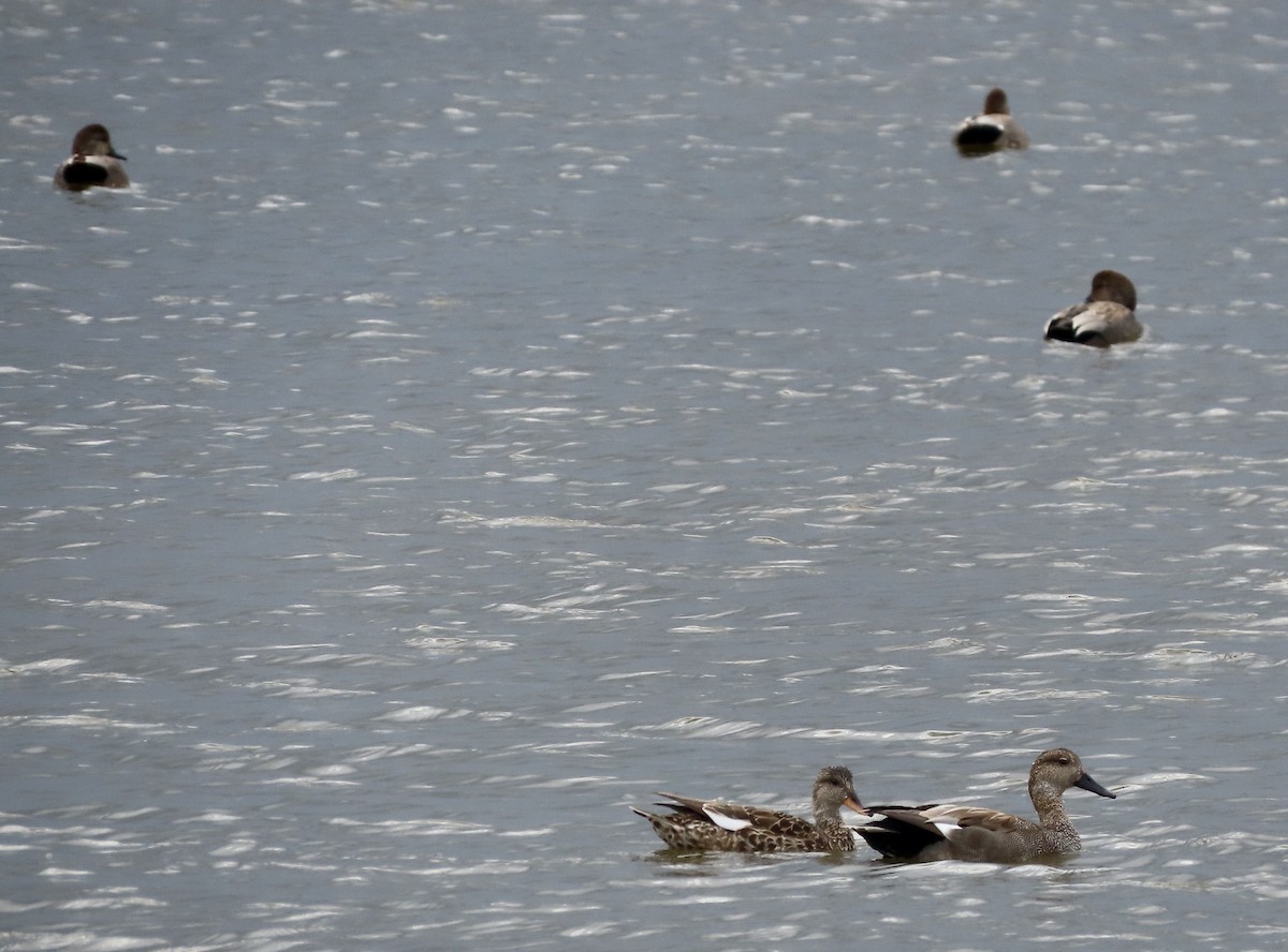 Gadwall - ML615736712