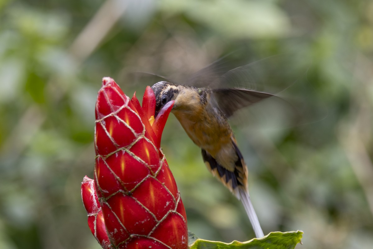 Tawny-bellied Hermit - ML615736724