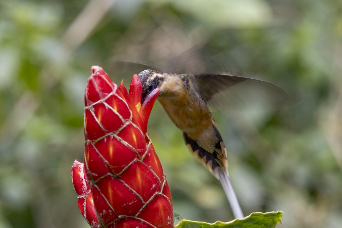 Tawny-bellied Hermit - ML615736725