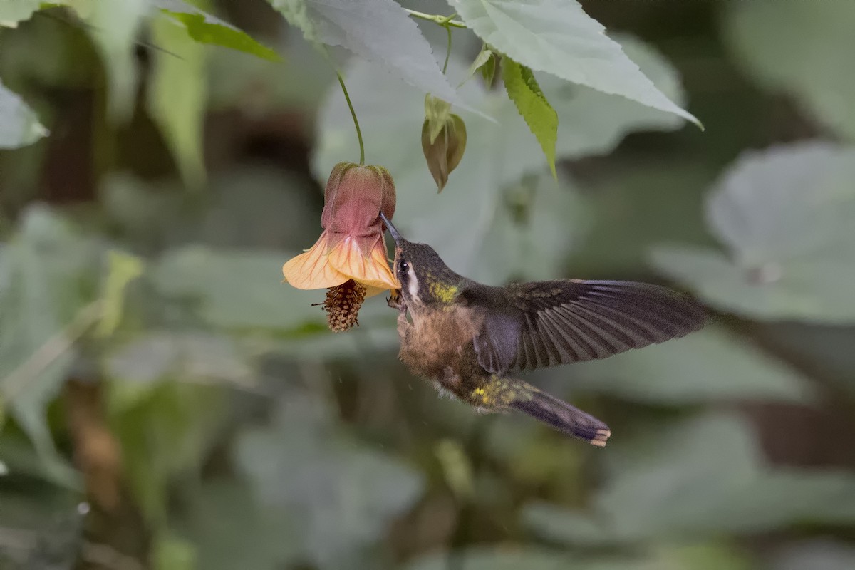 Colibrí Jaspeado - ML615736735