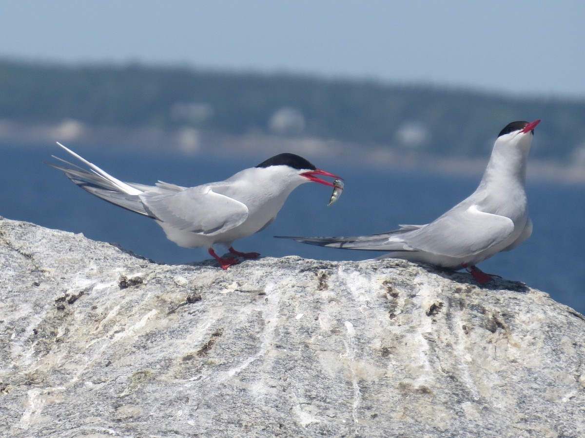 Arctic Tern - ML61573681