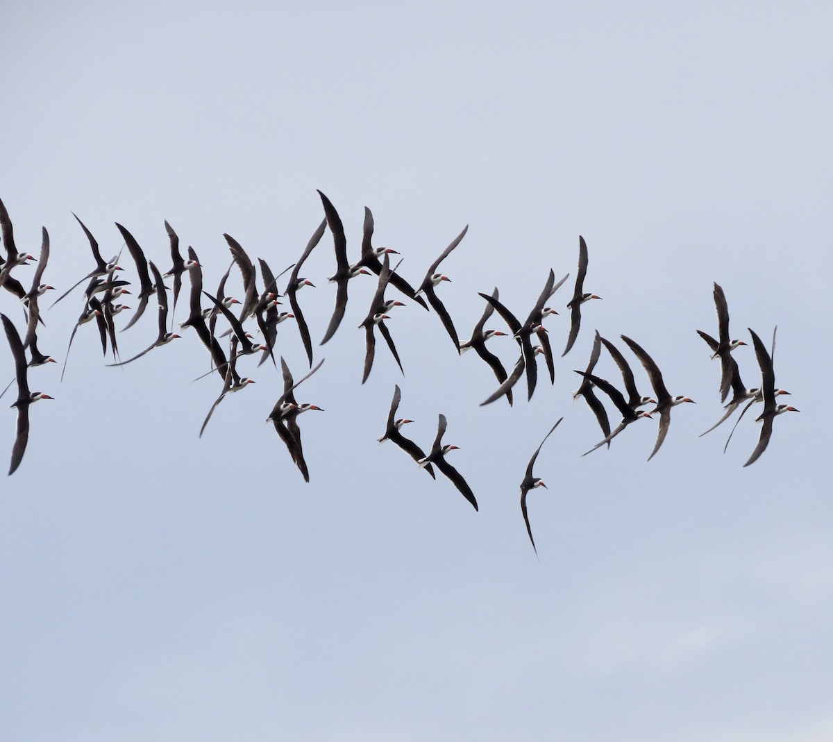 Black Skimmer - George Chrisman