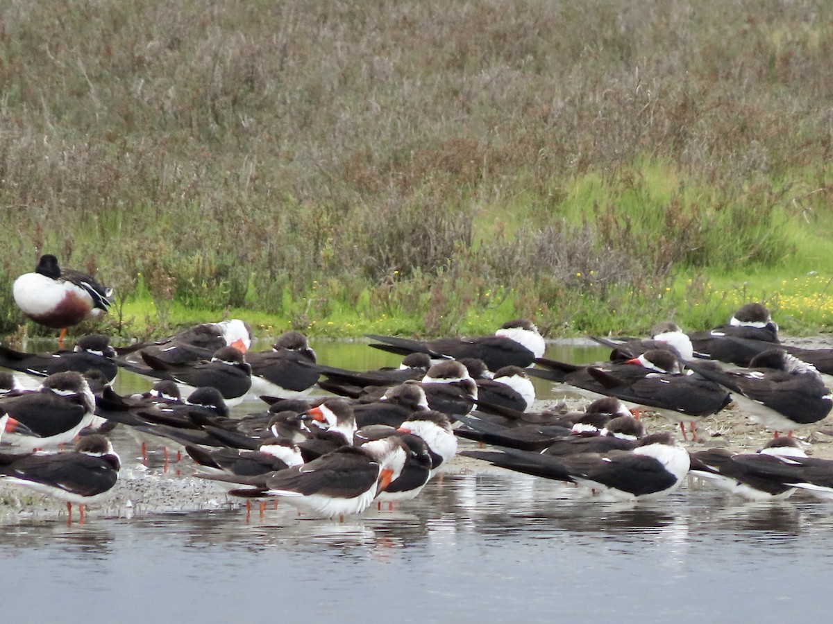 Black Skimmer - George Chrisman