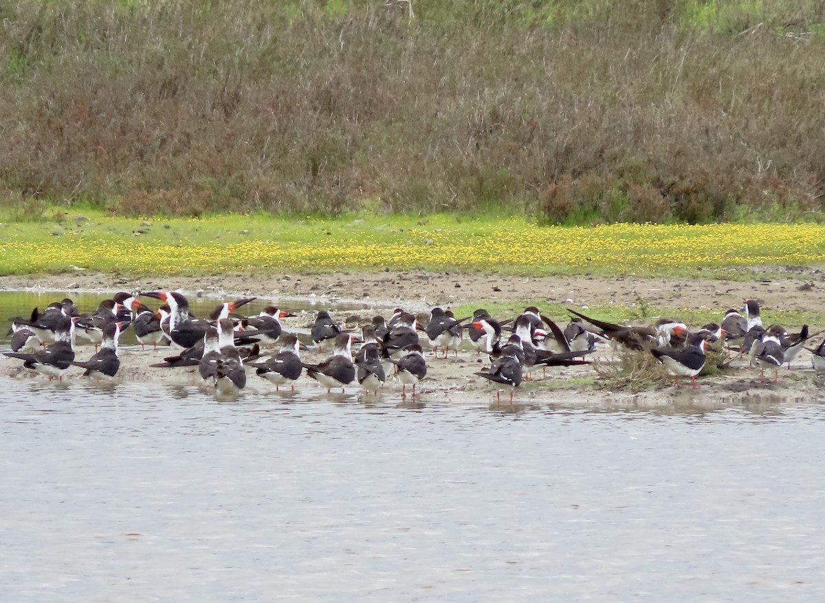 Black Skimmer - George Chrisman