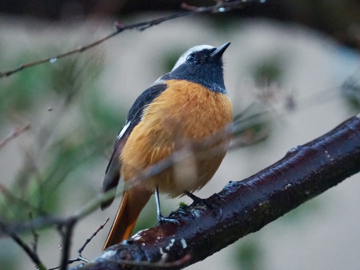 Daurian Redstart - ML615736995