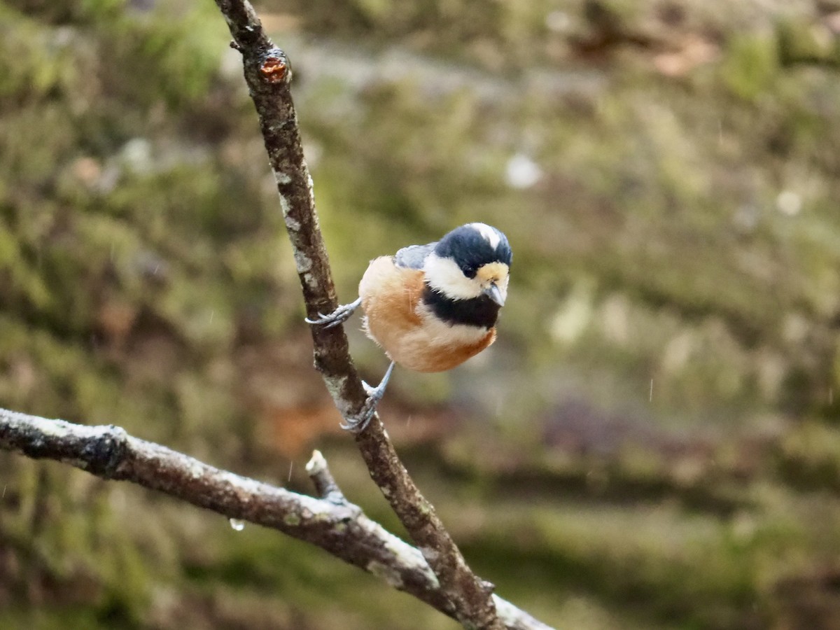 Varied Tit - ML615737005