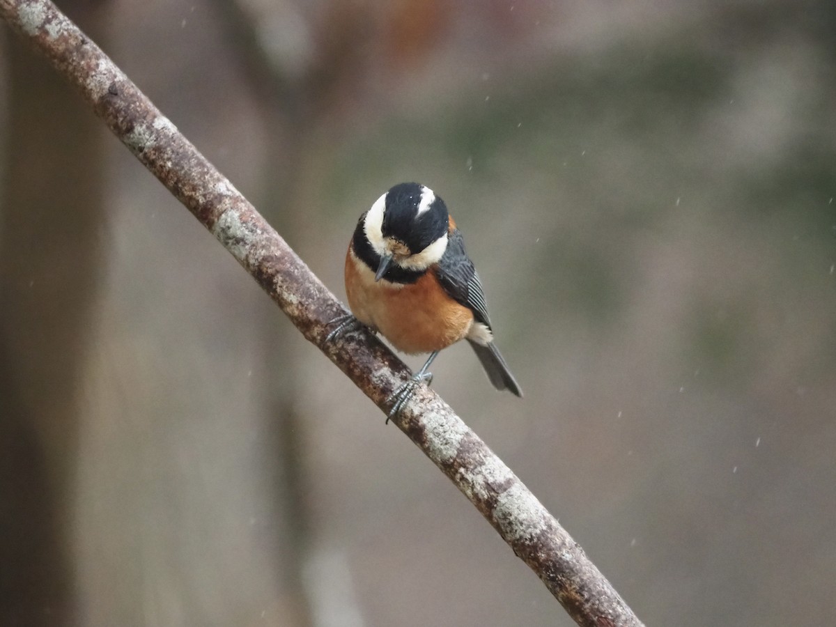 Varied Tit - Ingrid Messbauer