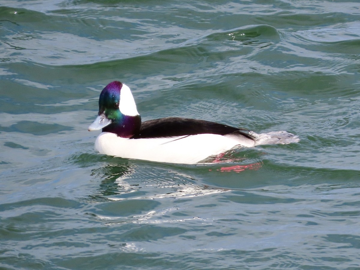 Bufflehead - ML615737013