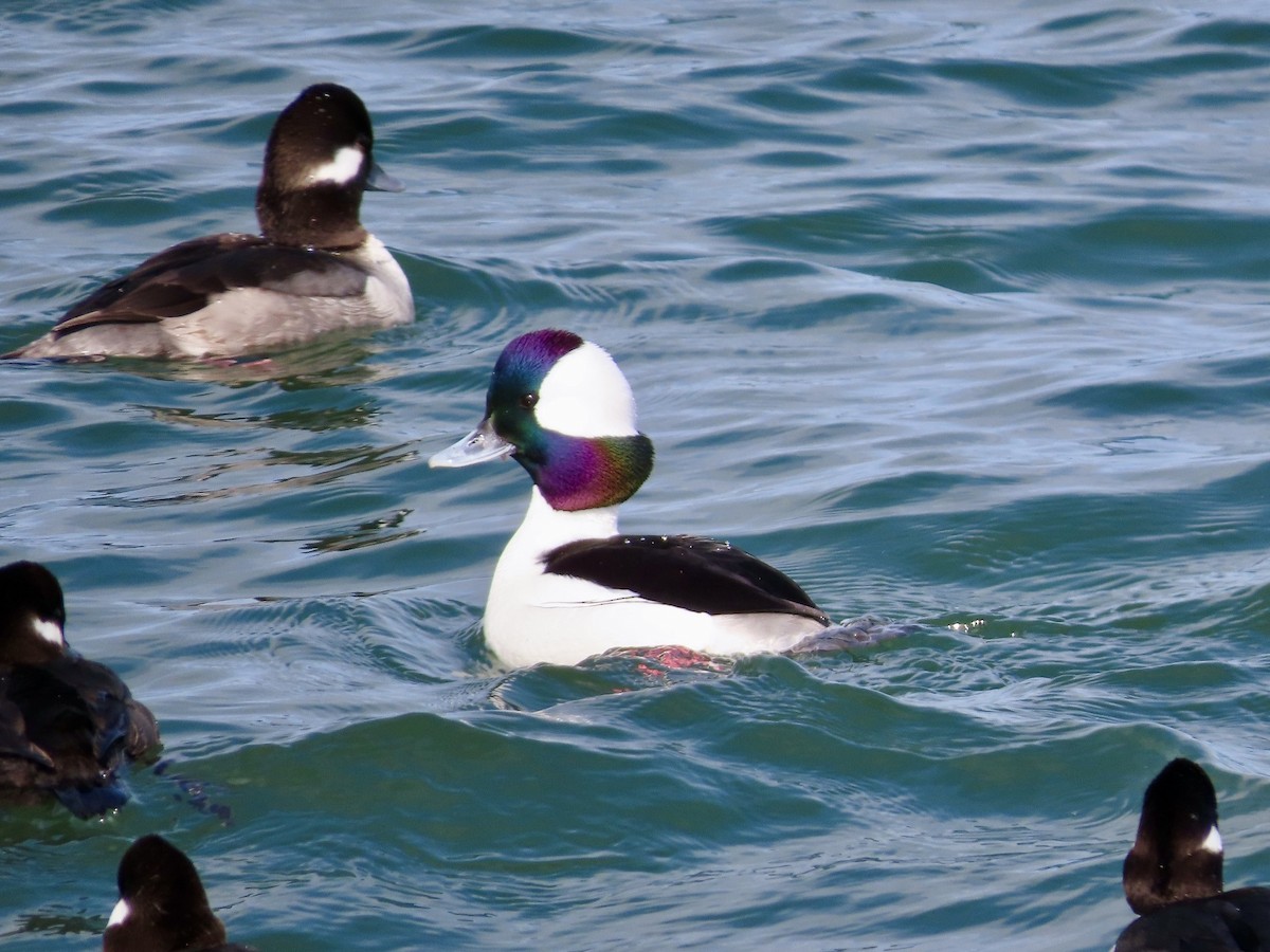 Bufflehead - ML615737016