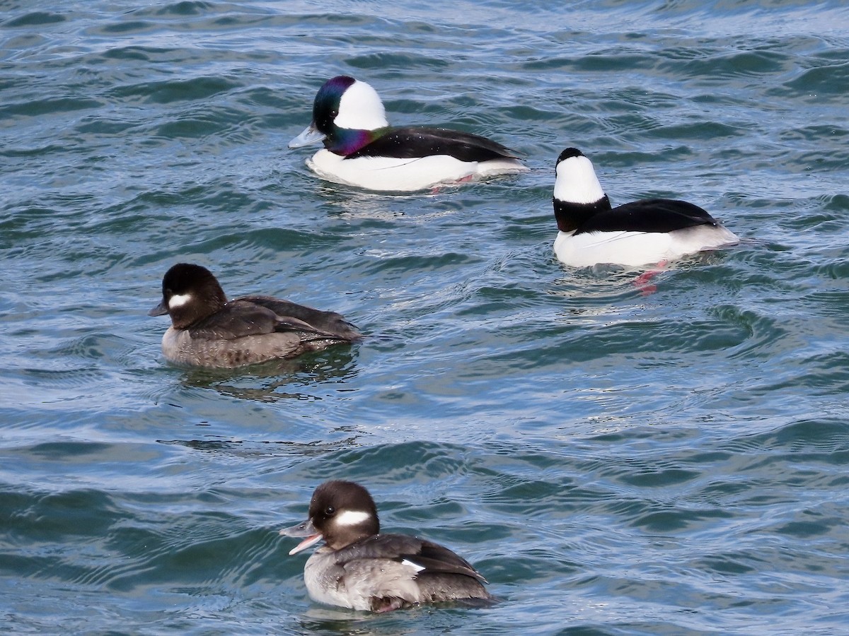 Bufflehead - ML615737018