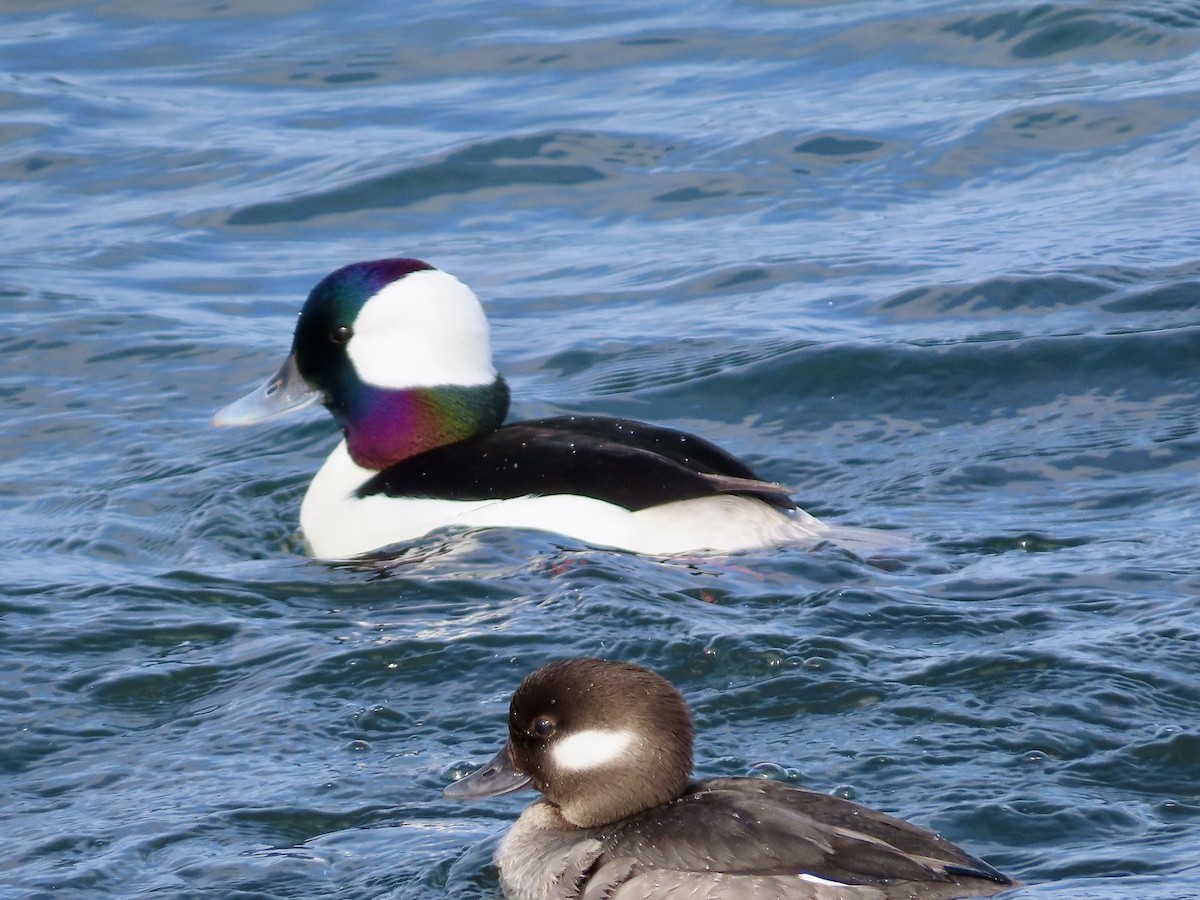 Bufflehead - ML615737020