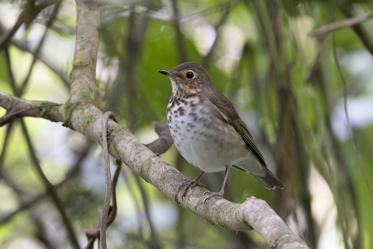 Swainson's Thrush - ML615737043