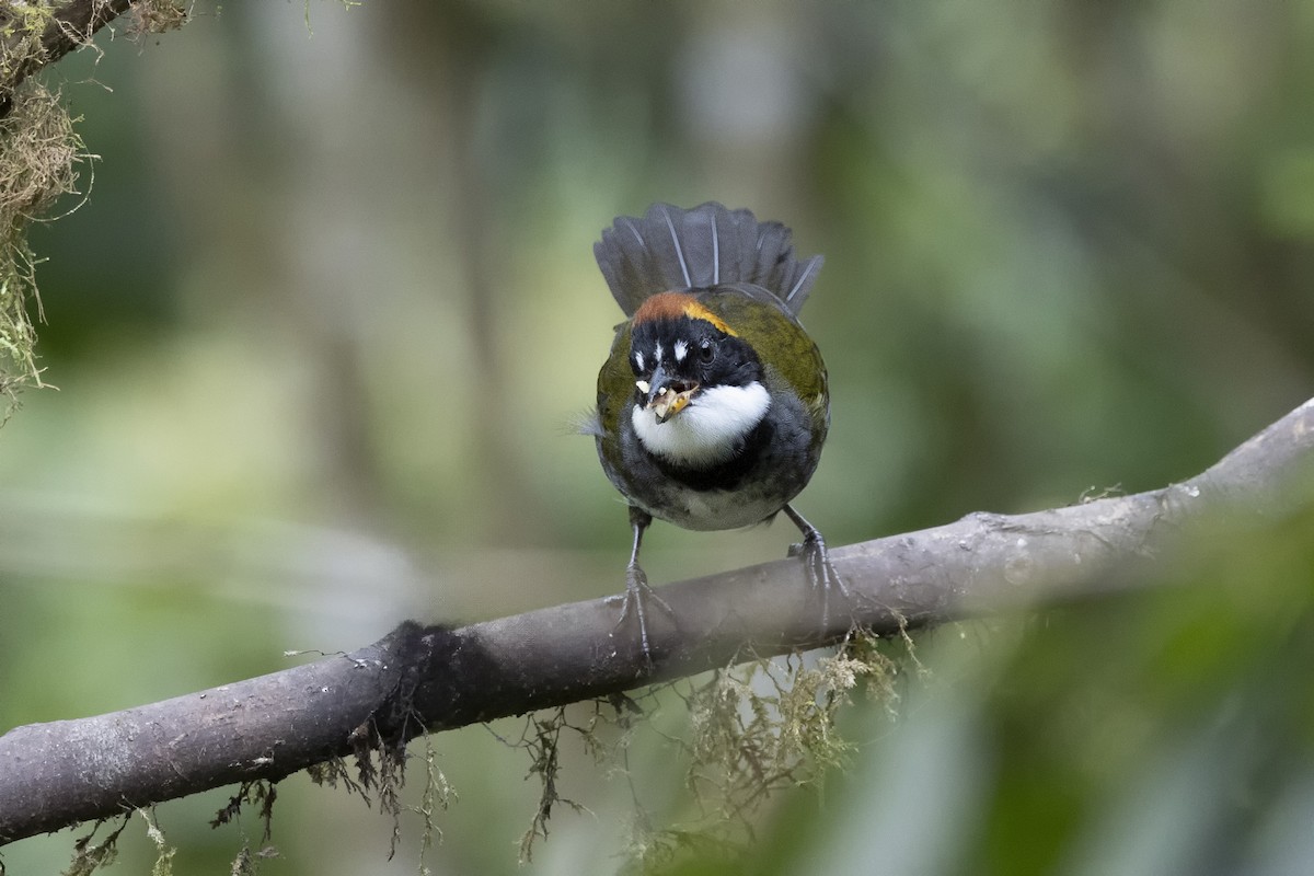 Chestnut-capped Brushfinch - ML615737065
