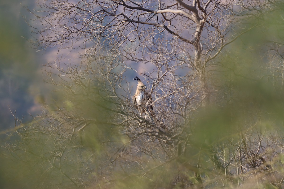 Changeable Hawk-Eagle - KARTHIKEYAN R