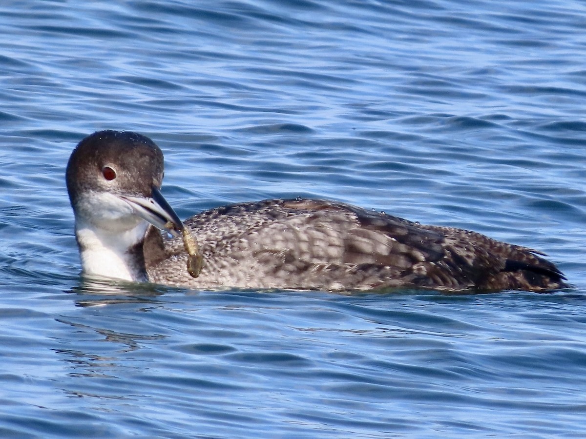 Common Loon - Beth Daugherty