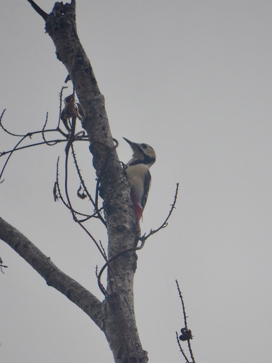 Great Spotted Woodpecker (japonicus) - Ingrid Messbauer