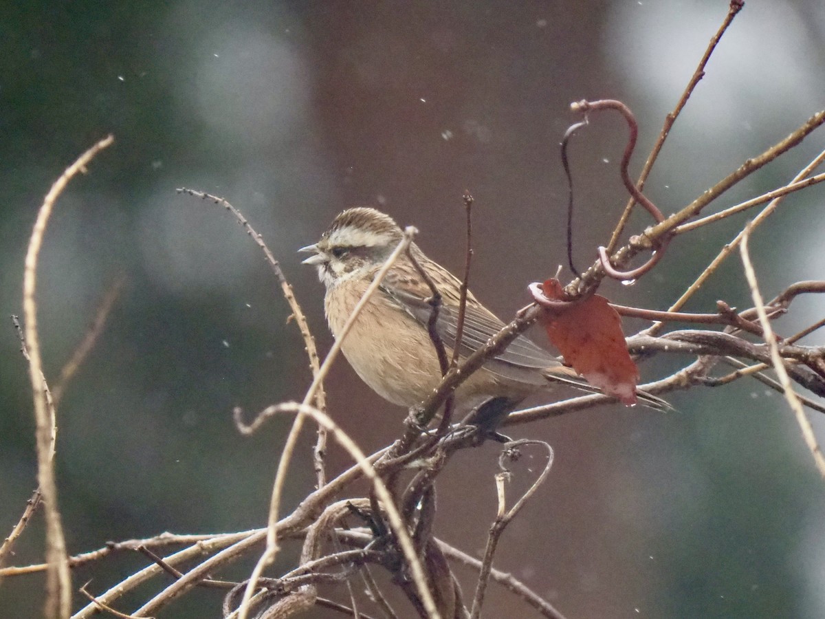 Meadow Bunting - Ingrid Messbauer