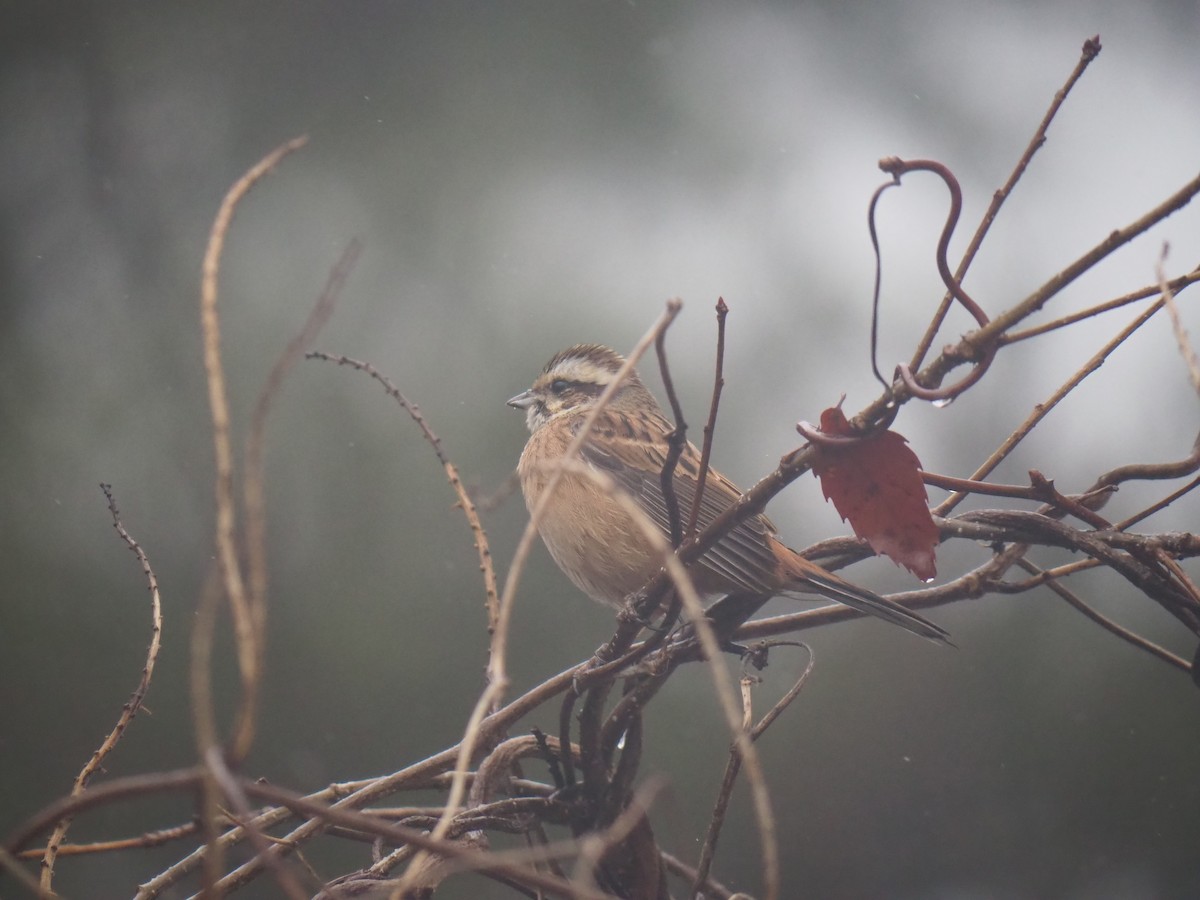 Meadow Bunting - ML615737197