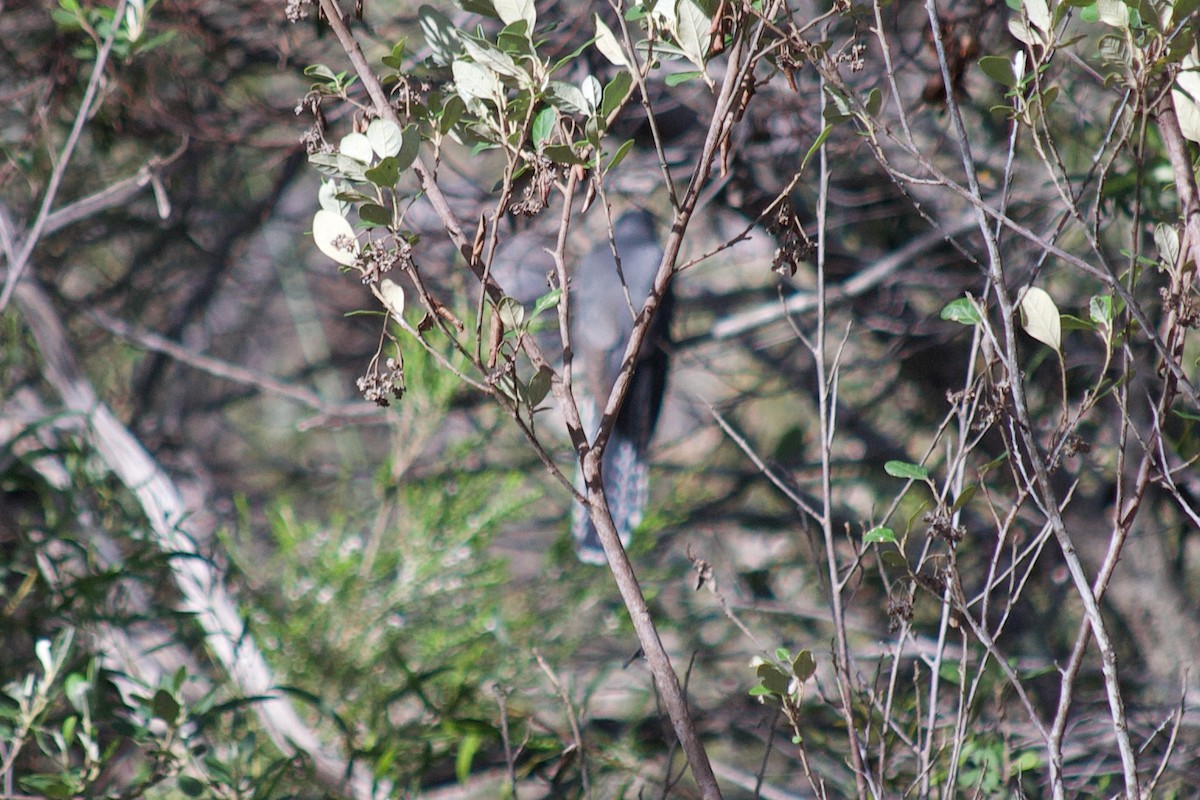 Fan-tailed Cuckoo - ML615737346