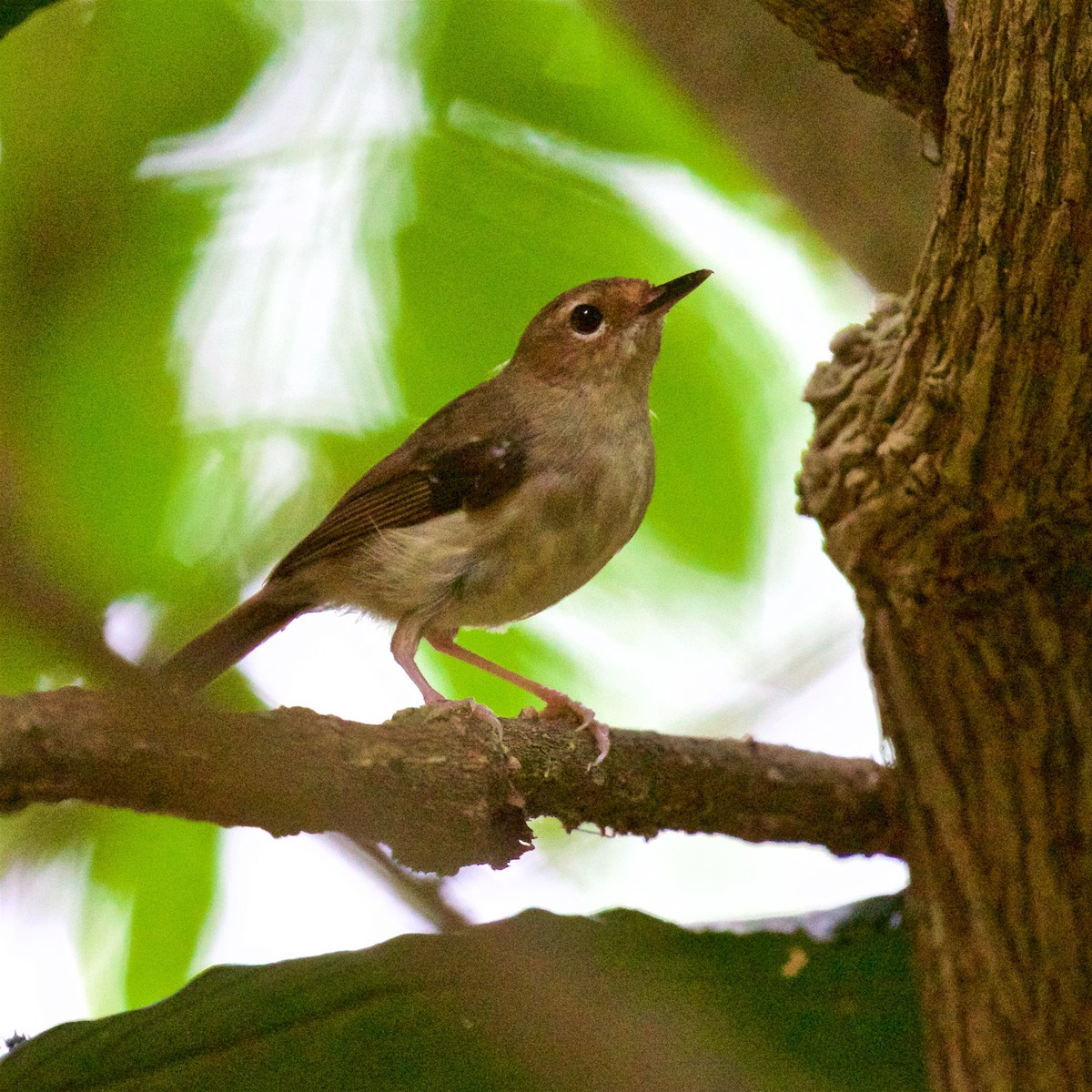 Tropical Scrubwren - ML615737390