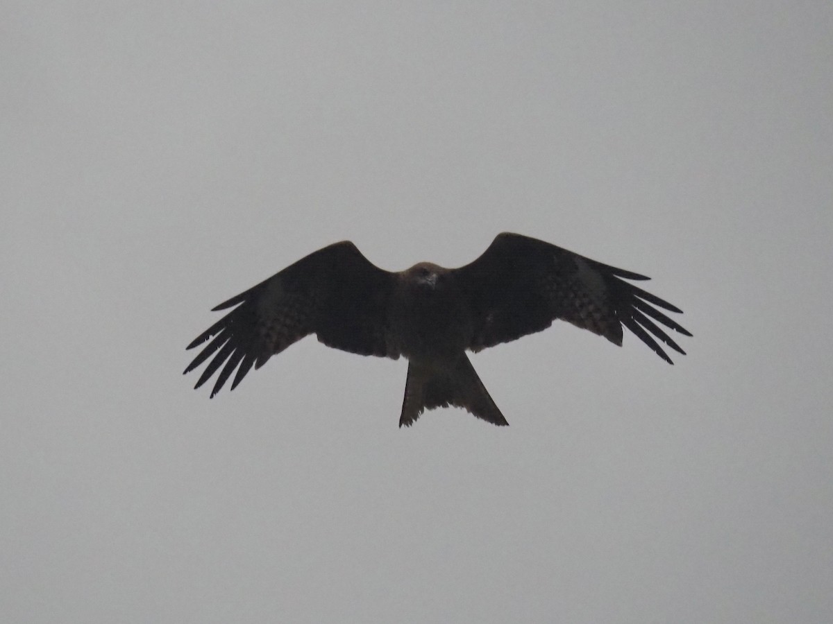 Black Kite (Black-eared) - ML615737405