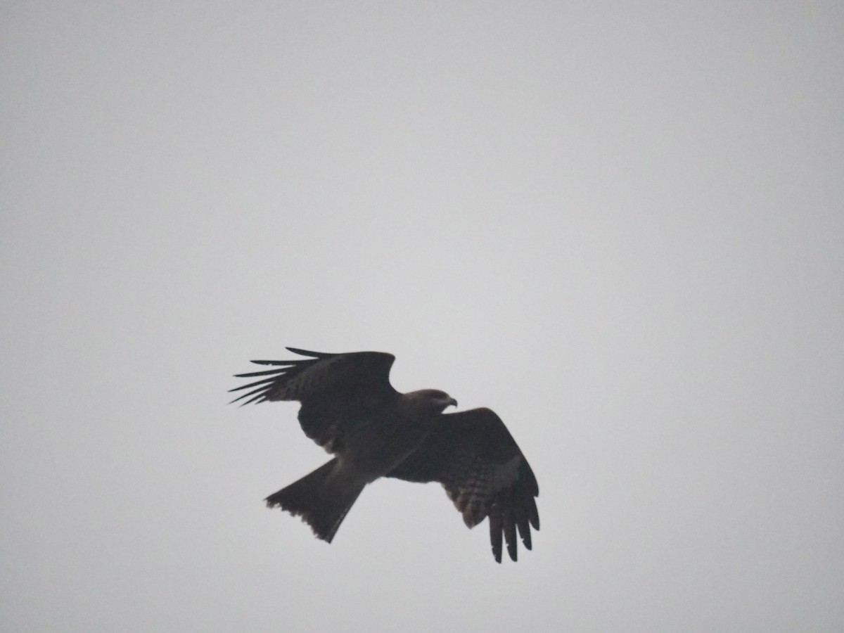 Black Kite (Black-eared) - ML615737406