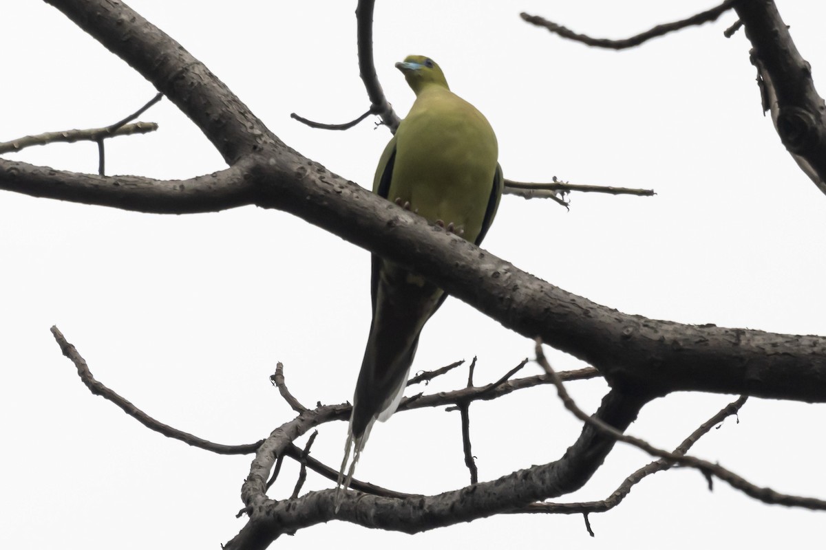 Pin-tailed Green-Pigeon - ML615737410