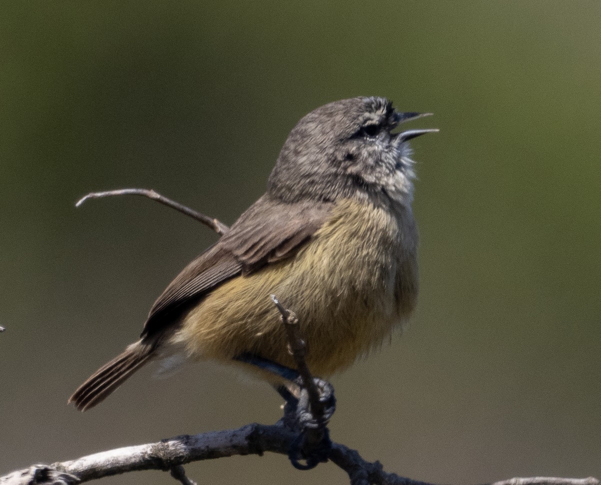 Southern Penduline-Tit - ML615737435