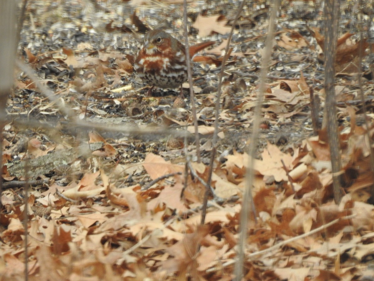Fox Sparrow - ML615737450
