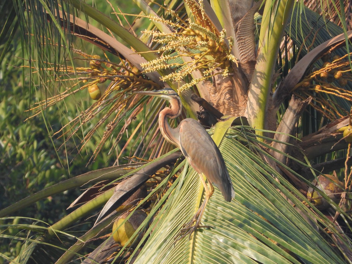 Purple Heron - ML615737461