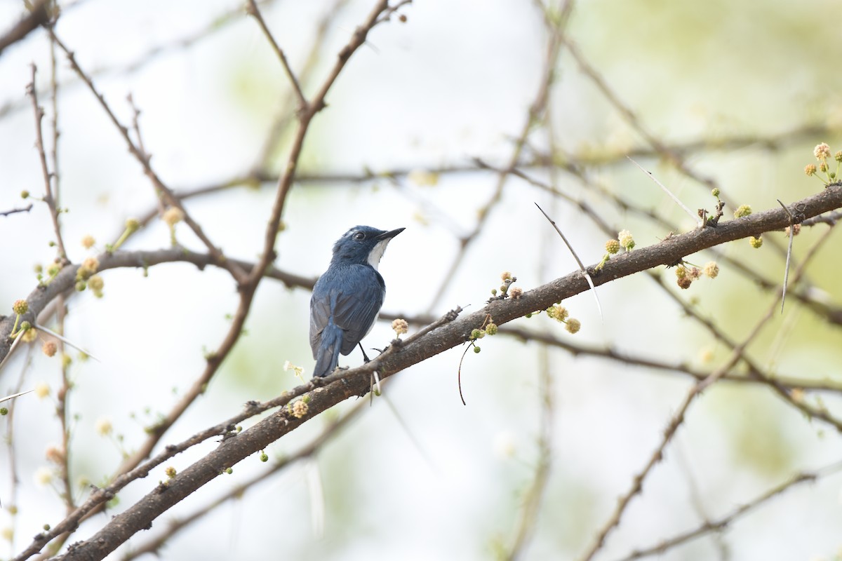 Ultramarine Flycatcher - ML615737488